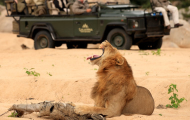 Enchanting Travels - South Africa Tours - Kruger South - Savanna Private Game Reserve - Lion Game Drives