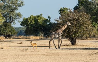 Giraffe in South Luangwa, Sambia