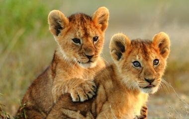Two lion cubs play in Arusha National Park in Tanzania, East Africa
