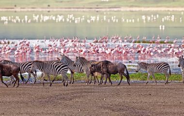 Artenreichtum am See: Manyara See