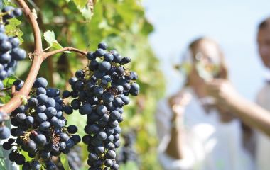 Weinreisen in Chile