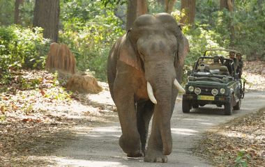 Elefantensafari in Indien