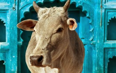 The cow is a sacred animal in India.