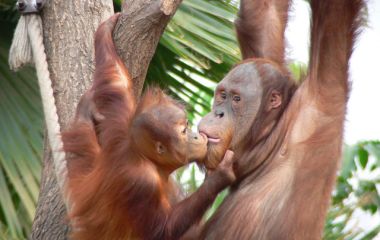 Enchanting Travels Malaysia Tours