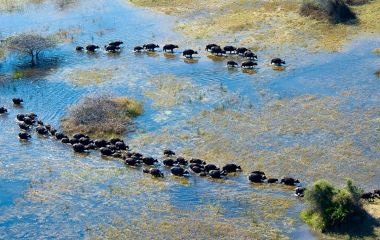 Botswana Safaris