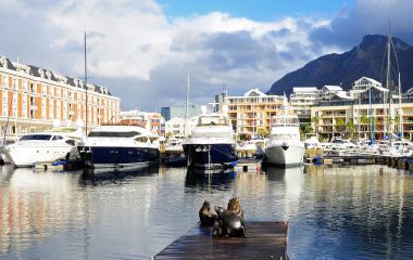 Enchanting Travels South Africa Tours Sea lion on a jetty in Cape Town V&A Waterfront