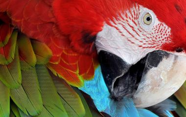 Enchanting Travels Guatemala Tours Close up of colorful Scarlet Macaw (Ara macao) a large red, yellow, and blue South American parrot, Guatemala