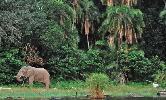 Gründung des Rubondo Nationalparks