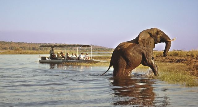 Badender Elefant im Chobe Nationalpark