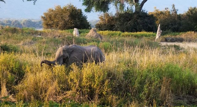 highlights of Zimbabwe - elephant safari