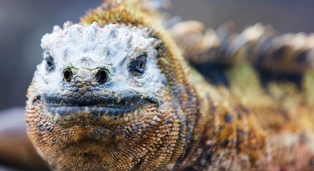 Echse von Galapagos