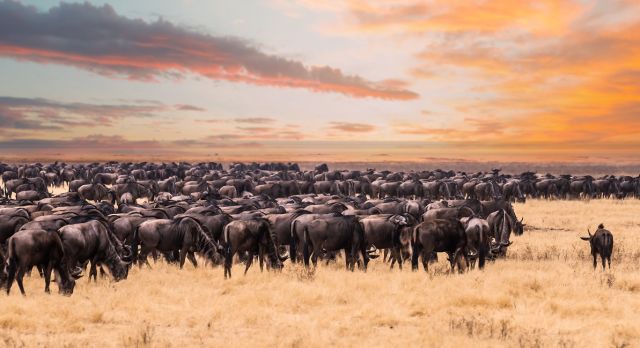 Serengeti, Great Migration