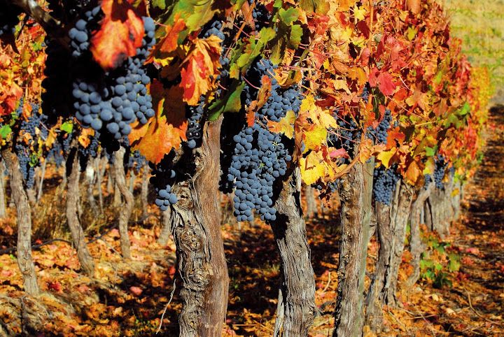 Maipo-Tal