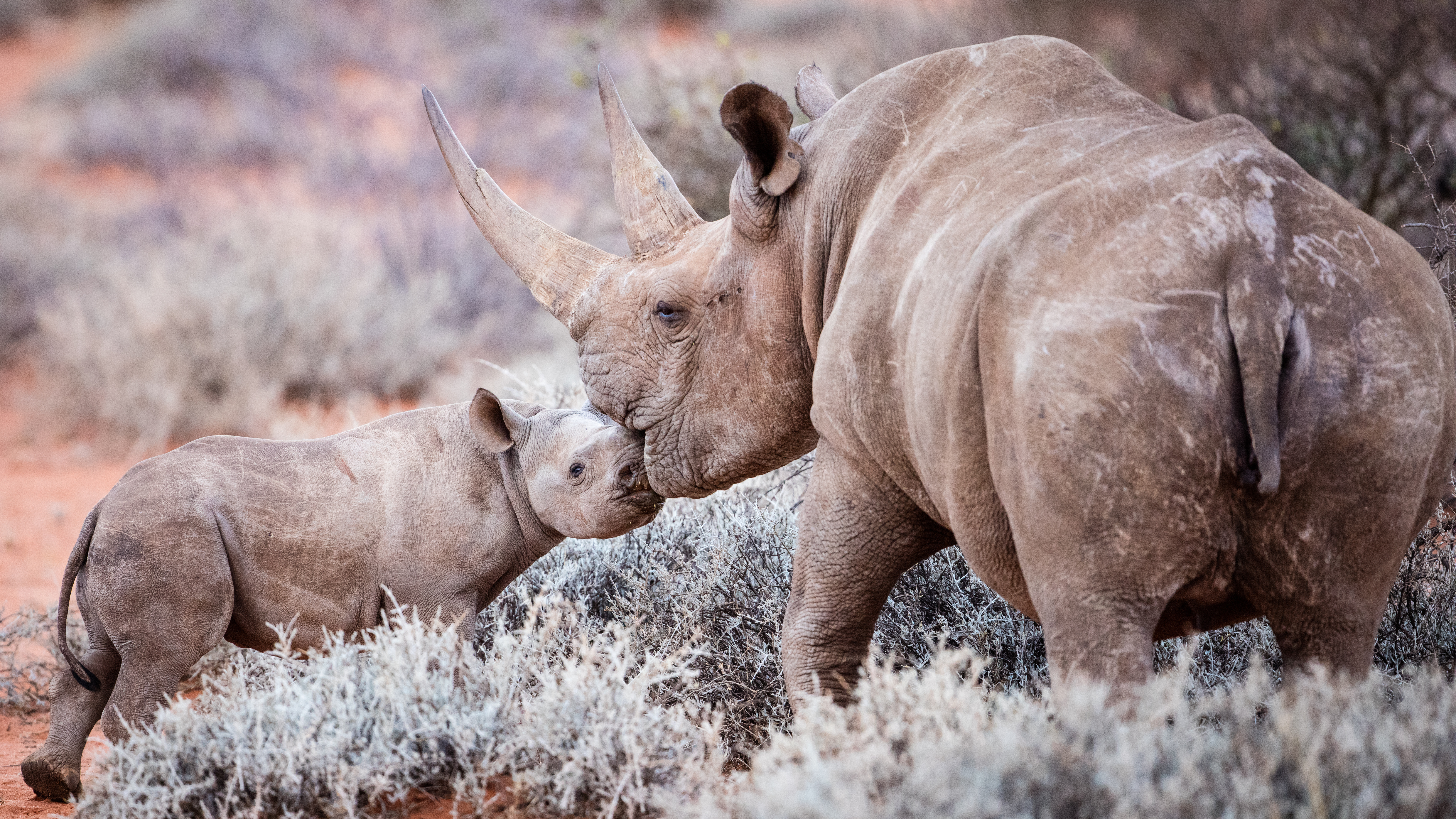 A loving moment between a black rhino and her baby Animal Welfare with Enchanting Travels