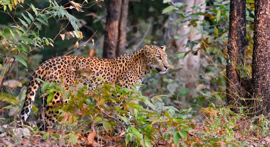 Leopard steht wachsam im Gebüsch