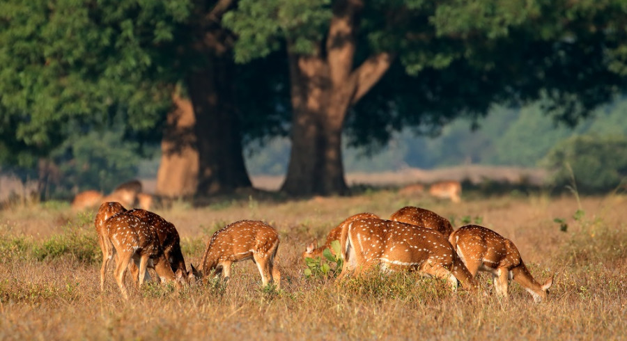 Indien-Safari in Kanha