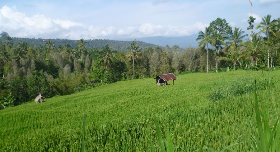 Plantagen in Munduk, Indonesien