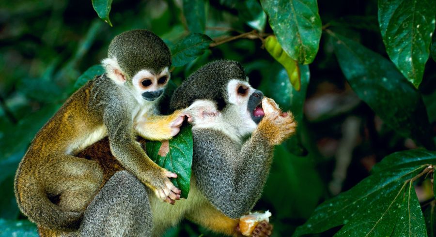 Affen im brasilianischen Amazonas