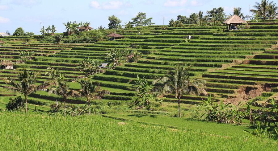 Reisterrassen im Jatiluwih Tal