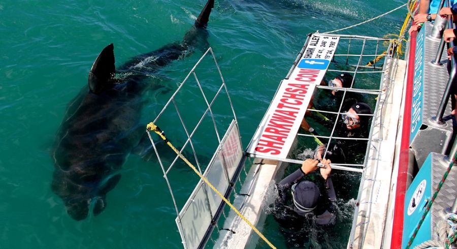 Enchanting Travels - South Afria Tours - Overberg - Birkenhead House - Shark diving 2
