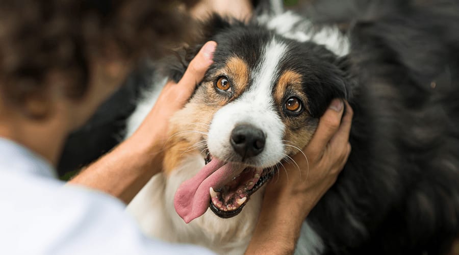 A happy adopted dog