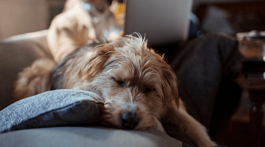 A sleepy dog adopted in London