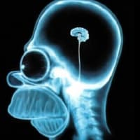 Homer simpson wallpaper brain 1024 f4t8dv - Eugenol