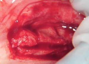 100 3344 a80sxh - Eugenol