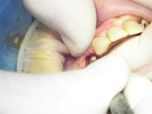 100 7765 pshdxy - Eugenol