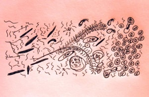 11 3b kkturz - Eugenol