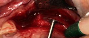 2010 05 28 0286 pnvkl7 - Eugenol