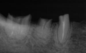 253 wrlbsu - Eugenol