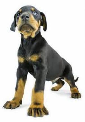 8dssbr223oq0qhl5l4ia8xj0h6qr - Eugenol