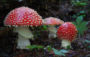 Amanita muscaria s9ilja - Eugenol