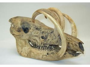 Babiroussa sevdlm - Eugenol