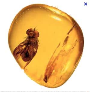 Capture d e cran 2015 11 25 10.35 - Eugenol