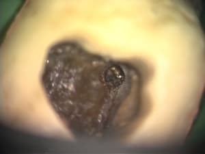 Dsc00109 bnxrnu - Eugenol