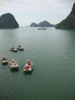 Dsc07008 ehikgk - Eugenol