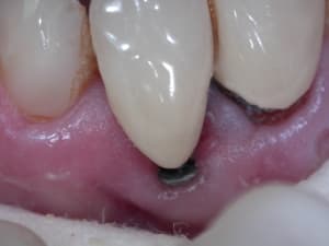 Dscn0692 bgmzqk - Eugenol