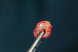 Dsc 6002 vmhjsj - Eugenol
