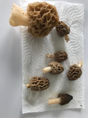 Img 20190414 wa0005 pfadnf - Eugenol