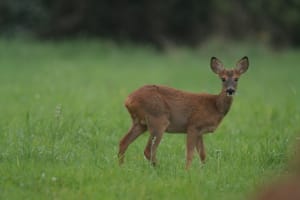 Img 0133 ozhbdr - Eugenol