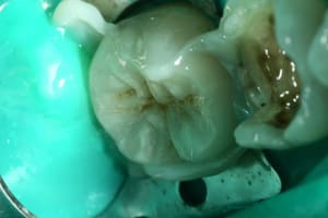 Img 0692 taaax1 - Eugenol