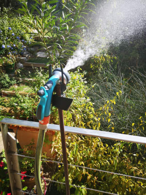 Img 20180915 113154 dp0nnw - Eugenol