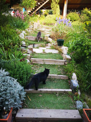 Img 20190503 190359 aswdad - Eugenol