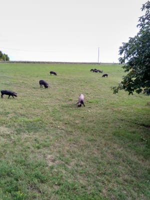 Img 20190901 094933 omt1gu - Eugenol