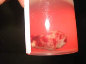 Img 3155 aspna3 - Eugenol