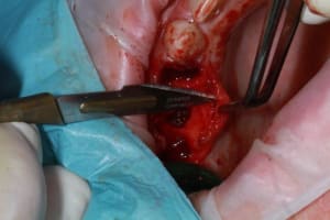Img 7356 sn6yqf - Eugenol
