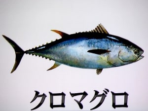 Maguro1 zwlpij - Eugenol