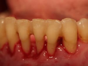 P1010625 lr18y7 - Eugenol